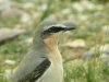 Wheatear at Gunners Park (Steve Arlow) (65234 bytes)